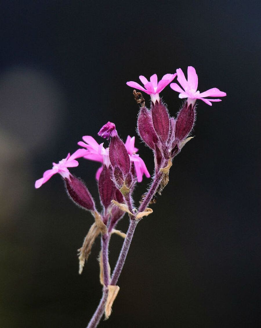 Another Shetland sub-species: the islands' Red Campion (Courtesy Alastair Hamilton)