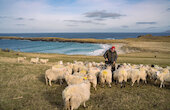 How Shetland agriculture continues to thrive
