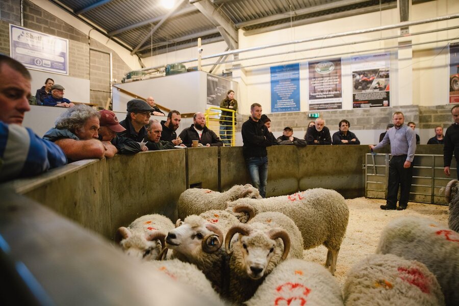 Shetland livestock including sheep, cattle, and ponies is in high demand.