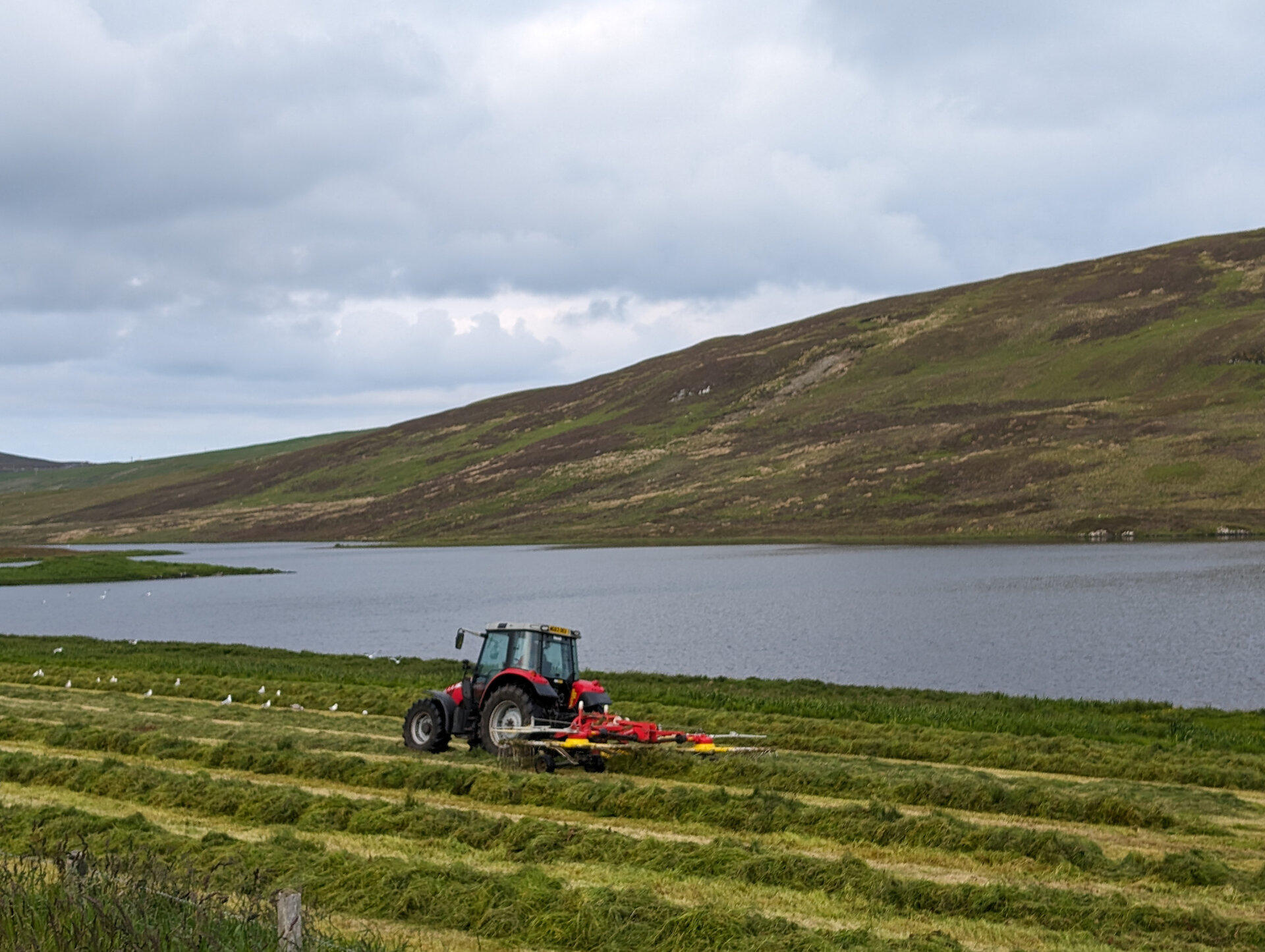 A tractor at work turning the grass before baling.