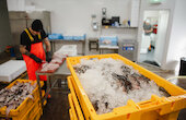Shetland seafood: Why is so much fish landed in Shetland?