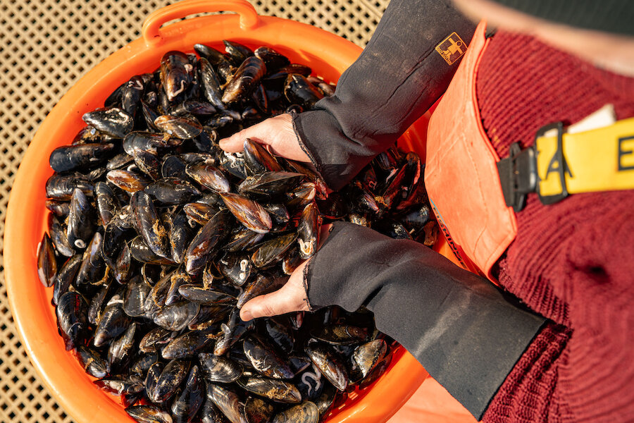 Mussels in a coconut and curry leaf sauce