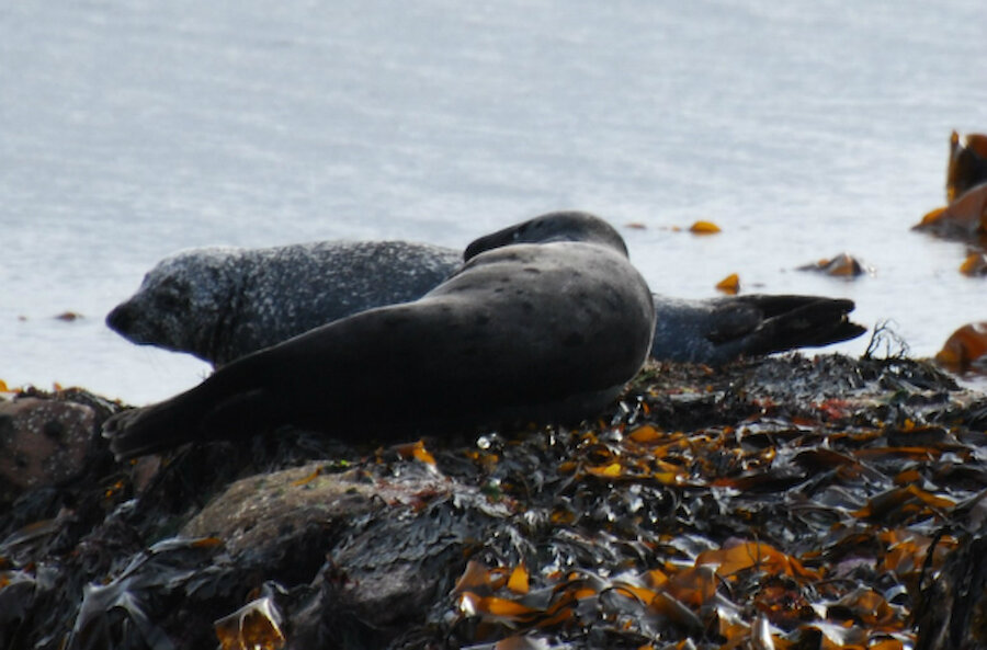 Seals are easy to spot; these were basking near Tesco in Lerwick (Courtesy Alastair Hamilton)