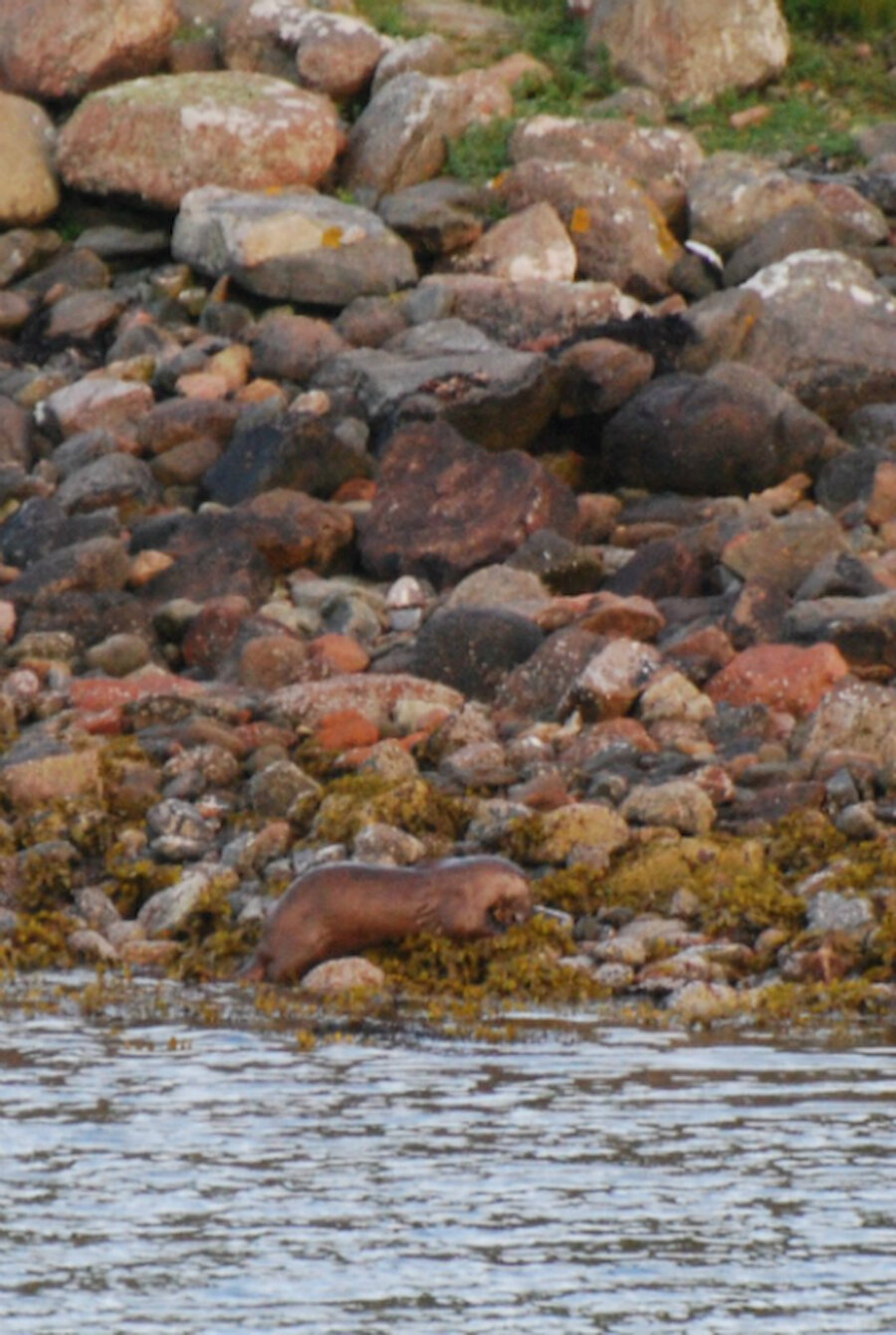 Otters are harder to find than seals; however, I spotted this one quite close to home (Courtesy Alastair Hamilton)