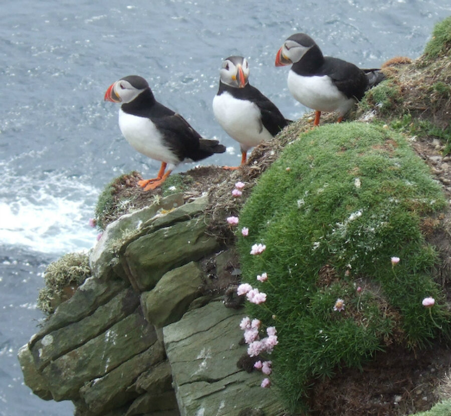 Puffins: Sumburgh Head is a great place to get close to them (Courtesy Alastair Hamilton)