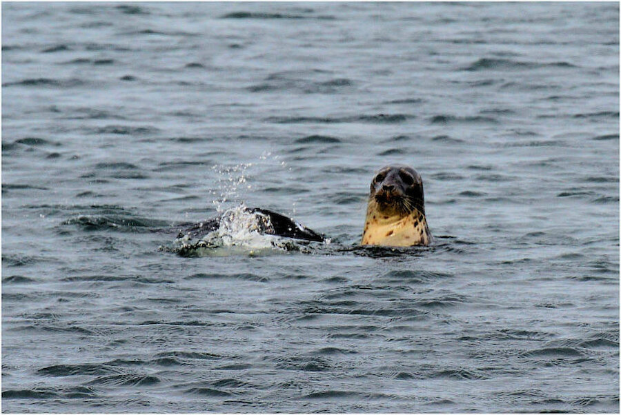 Seals are to be seen all around the coast (Courtesy Alastair Hamilton)