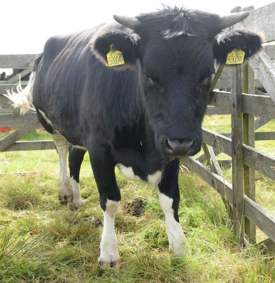 Morgan Robertson's prize-winning heifer, a good example of the Shetland breed (Courtesy Alastair Hamilton)