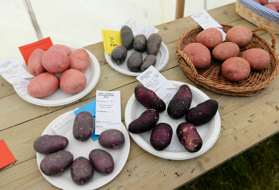 Potatoes on display included some Shetland Blacks, which are delicious, especially roasted (Courtesy Alastair Hamilton)