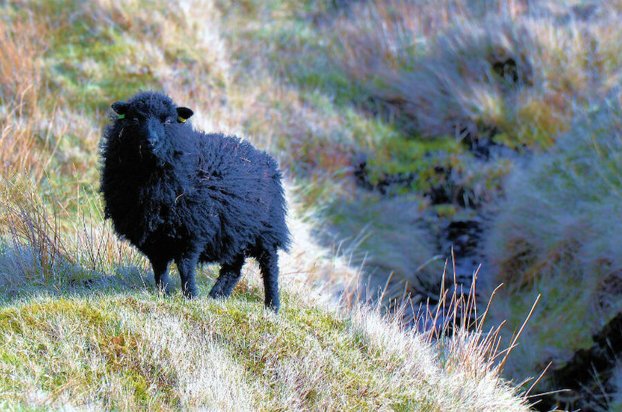 Shetland native lamb is one of the islands' most distinctive products. (Courtesy Alastair Hamilton)