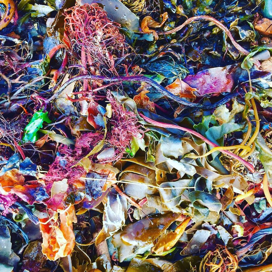 Seaweed, Urafirth. Taken with an iPhone 6