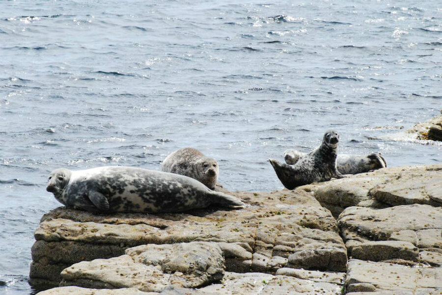Seals are easy to spot around Shetland's coast (Courtesy Alastair Hamilton)