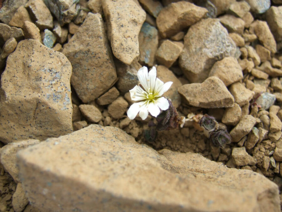 Edmondston's (mouse-eared) Chickweed survives in the scree at the Keen of Hamar, Unst (Courtesy Alastair Hamilton)