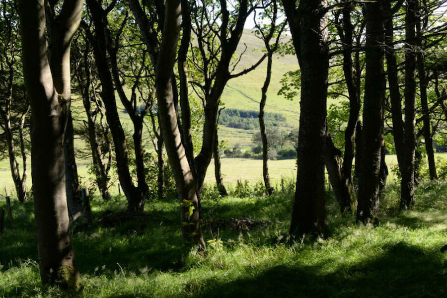 Woodlands at Kergord, Weisdale (Courtesy Alastair Hamilton)