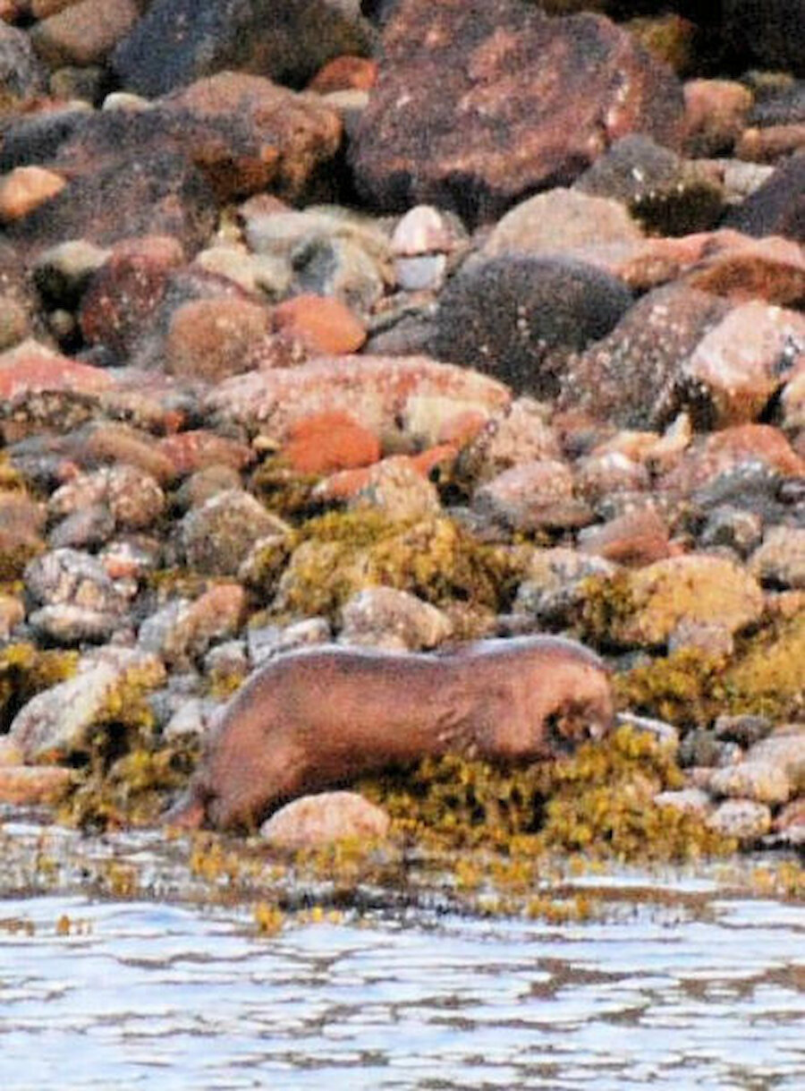 A glimpse of an otter on a Shetland beach. Otters also like the rock armouring to be found at many ferry terminals and installed to protect some beaches. Patience may produce a sighting at such places. (Courtesy Alastair Hamilton)