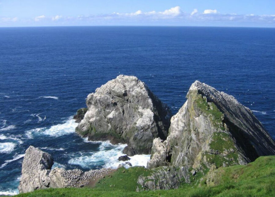 A gannet colony on Hermaness, Unst (Courtesy Promote Shetland)