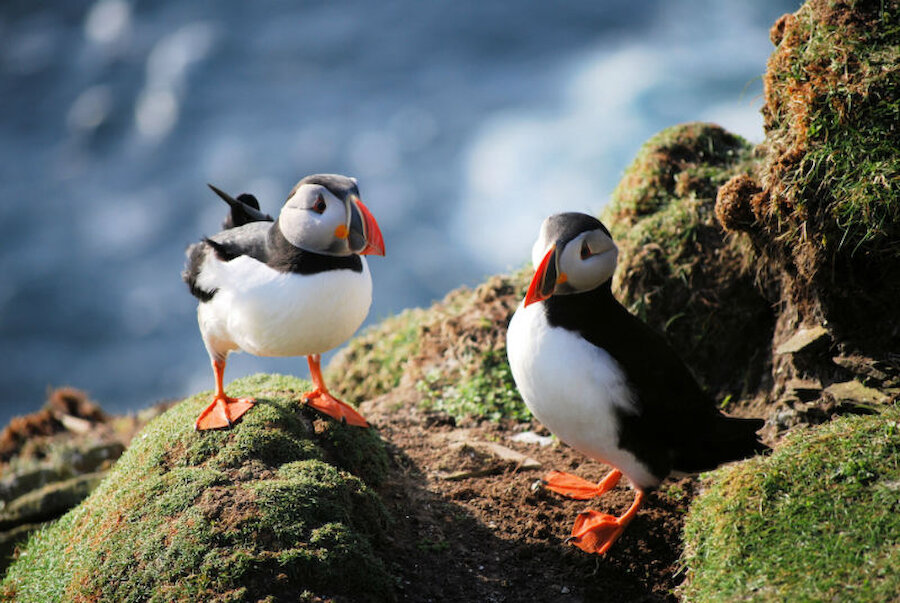 Puffins are a highlight of many visits to Shetland and at some sites, particularly Sumburgh, they're very happy to pose for photographers (Courtesy Alastair Hamilton)
