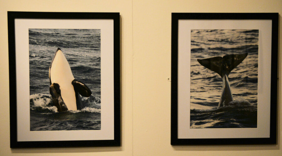 Johnny Simpson's images of orcas are really impressive.