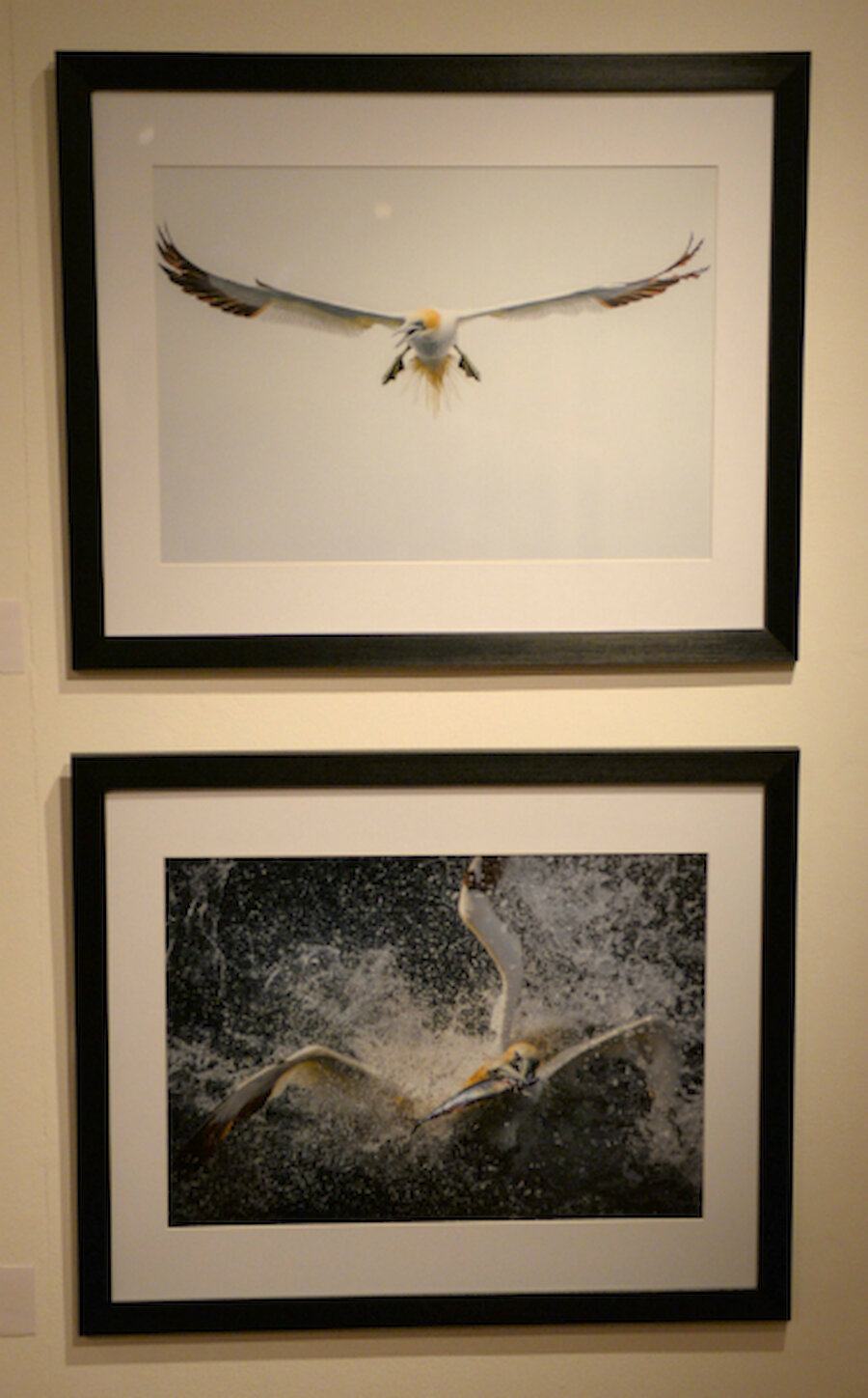 Ian Reid is known for great pictures of gannets.