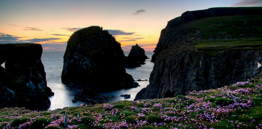Sea pinks on the cliffs.