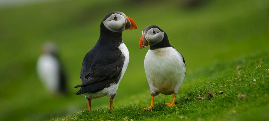 Puffins at Hermaness (Courtesy Promote Shetland)
