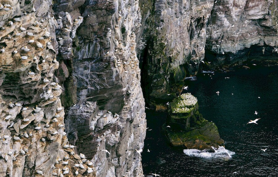 The cliffs of Noss are home to more than 150,000 seabirds