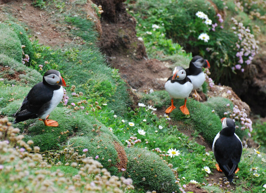 It's very easy to get close to puffins at Sumburgh.