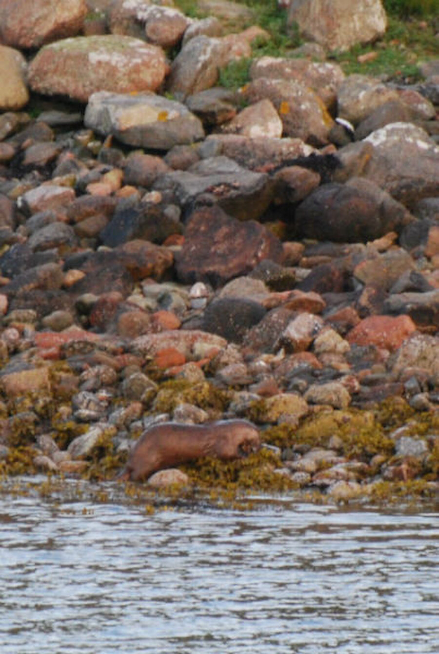 With a little patience it's not hard to spot an otter; they even turn up in the centre of Lerwick.